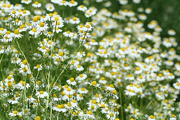 Blumenstrauss der Natur